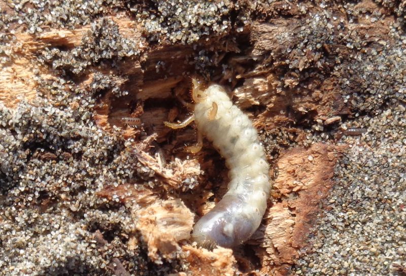 Dynastidae: Calicnemis latreillei